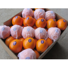 Exportieren von China Orange (SML)